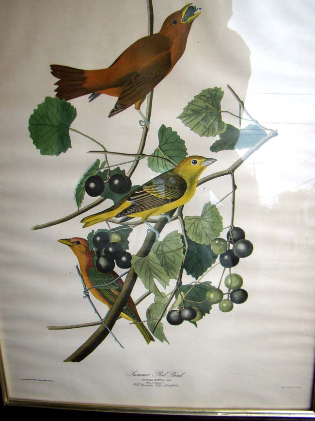 A very nice John J. Audabon framed reprint of Summer Red Birds from the Havell edition